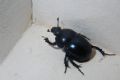 Trypocopris vernalis appenninicus